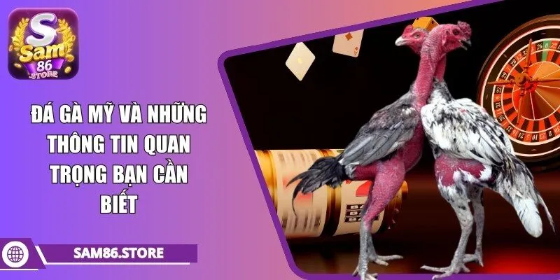 đá gà mỹ